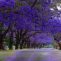 20 Seeds Blue Jacaranda Tree Seeds Excellent Bonsai Specimen Exotic Flowering Bonsai (Seeds)
