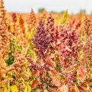 500 Seeds Brightest Rainbow Quinoa Seeds for Planting (Seeds)