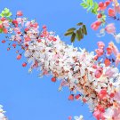 10 Seeds Pink Shower Tree Seeds for Planting - Cassia grandis (Seeds)