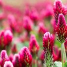 100+ Seeds Crimson Clover Seeds to Grow (Seeds)