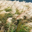 200+ Seeds Chinese Silvergrass Seeds for Planting - Ornamental Grass (Seeds)