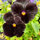 100+ Seeds Black Pansy Seeds - Grow Stunning Black Pansies (Seeds)