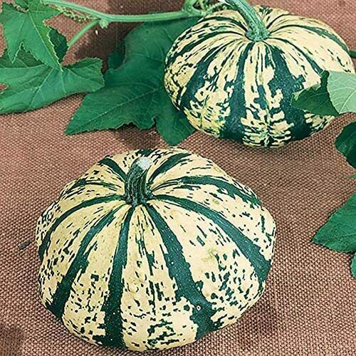 10 Seeds Partial Eclipse Summer Squash Seeds to Grow Colorful Mini Pumpkins (Seeds)