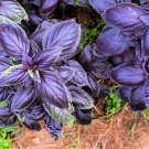 200 Seeds Purple Basil Herb Seeds for Planting (Seeds)