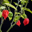 10 Seeds Carolina Reaper Pepper Seeds to Plant Worlds Hottest Peppers (Seeds)