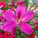10 Seeds Orchid Tree Seeds for Planting Butterfly Tree Bauhinia purpurea (Seeds)