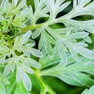 100 Seeds Absinthe Plant Seeds for Planting Common Wormwood Artemisia Absinthe (Seeds)