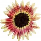 20 Seeds Strawberry Blonde Sunflower Seeds to Grow Helianthus Annus Pink and Yellow (Seeds) 20 Seeds Strawberry Blonde Sunflower Seeds to Grow Helianthus Annus Pink and Yellow (Seeds)