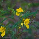 50 Seeds Partridge Pea Seeds for Planting (Seeds)