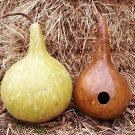 10 Seeds Bottle Gourd Seeds to Grow Used as Canteen in Antiquity Exotic and Rare (Seeds)