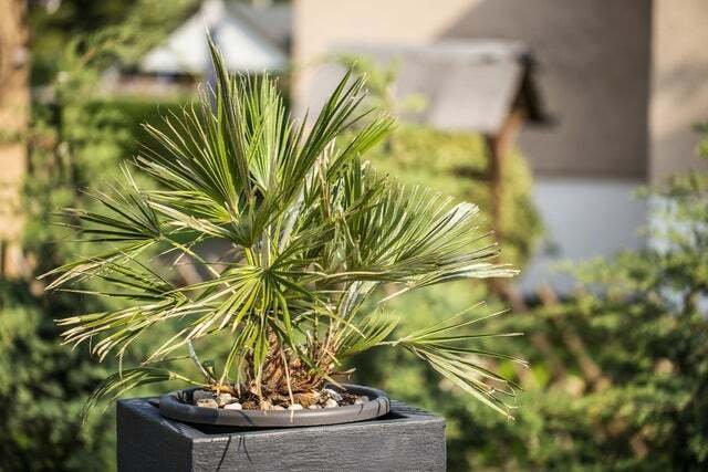 6 Seeds Palm Tree Bonsai Seeds - Windmill Palm (Seeds)