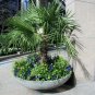 6 Seeds Palm Tree Bonsai Seeds - Windmill Palm (Seeds)