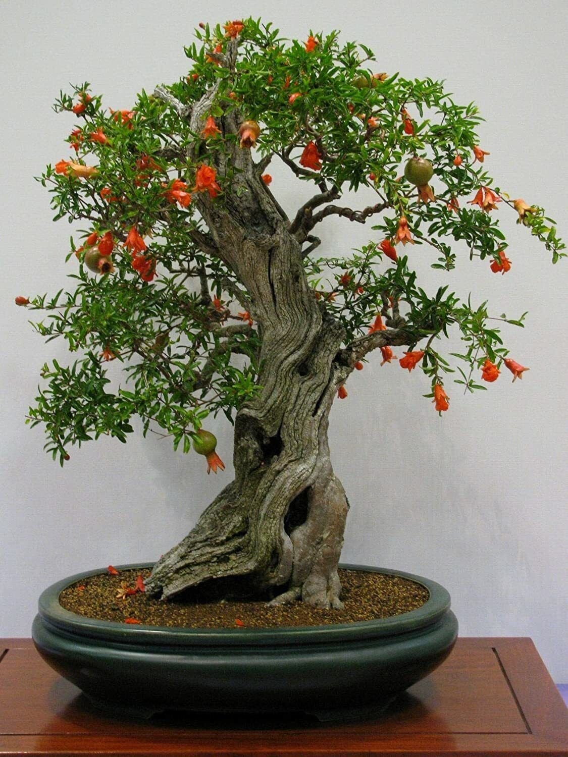20 Seeds Pomegranate Bonsai (Seeds)