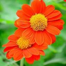 75 Seeds Mexican Sunflower Seeds Attract Butterflies and Hummingbirds (Seeds) 75 Seeds Mexican Sunflower Seeds Attract Butterflies and Hummingbirds (Seeds)