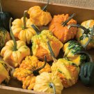 10 Seeds Daisy Gourd Seeds for Planting Great Gourds for Decoration (Seeds)