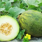 10 Seeds Coconut Melon Seeds for Planting Lambkin Melons (Seeds)
