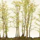 25 Seeds Redwood Bonsai Tree Seeds Sequoia Bonsai (Seeds)