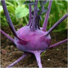 100 Seeds Purple Vienna Kohlrabi Seeds for Planting Exotic Garden Vegetable (Seeds)