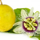 100 Seeds Passion Flower Seeds for Planting Flower Vines Great for Bonsai (Seeds)