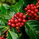 5 Seeds Arabica Coffee Tree Seeds to Grow Exotic Indoor Houseplant (Seeds)