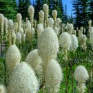 30 Seeds Bear Grass Seeds for Planting Xerophyllum tenax Exotic Flowering Grass (Seeds)