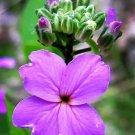 500 Seeds Dames Rocket Flower Seeds for Planting - Hesperis matronalis (Seeds)