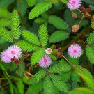 50 Seeds Sleeping Grass (Seeds)