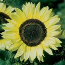 100 Seeds Lemon Queen Sunflower Seeds for Planting (Seeds)