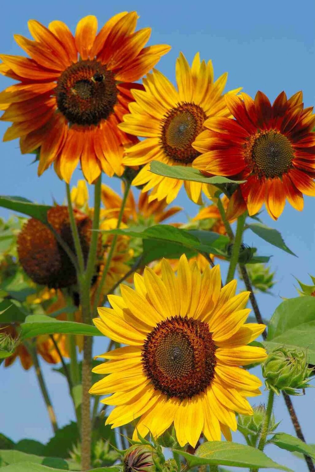 25 Seeds Evening Sunset Blend Sunflower Seeds for Planting (Seeds)
