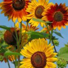 25 Seeds Evening Sunset Blend Sunflower Seeds for Planting (Seeds)