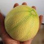 10 Seeds Minnesota Midget Melon Seeds Grow Fun Midget Melons That Taste Great (Seeds)