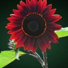 200 Seeds Chocolate Sunflower Seeds for Planting Exotic Flowers (Seeds)