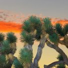 10 Seeds Joshua Tree Bonsai Seeds to Grow Highly Prized Joshua Bonsai Tree (Seeds) 10 Seeds Joshua Tree Bonsai Seeds to Grow Highly Prized Joshua Bonsai Tree (Seeds)