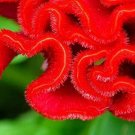 100 Seeds Cockscomb Seeds to Plant Amazing Garden Flower (Seeds)