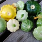 10 Seeds Scalloped Summer Squash Seeds for Planting - Mixed Color (Seeds)