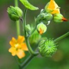 50 Seeds Velvetleaf Seeds for Planting Grow Button Bush - Abutilon theophras (Seeds)