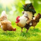 1 Pound Seeds Chicken Forage Seed Mix - Eggs & Meat, Annual Ryegrass, Perennial Ryegrass (Seeds)