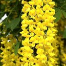 8 Seeds Golden Chain Tree Seeds for Planting - Great for Bonsai (Seeds)