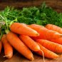 50 Seeds Carrot (Seeds)