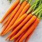 50 Seeds Carrot (Seeds)