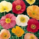 500 Seeds Iceland Poppy Seeds for Planting (Seeds)