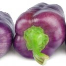 100+ Seeds Purple Pepper Seeds to Plant - Versatile Pepper for Eating and Seas (Seeds)