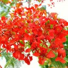 25 Seeds Delonix Regia Royal Poinciana Flamboyant Flame Tree (Seeds)