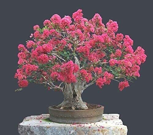 20 Seeds Crape Myrtle Bonsai Tree Seeds Exotic Bark and Vibrant Flowers (Seeds)