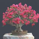 20 Seeds Crape Myrtle Bonsai Tree Seeds Exotic Bark and Vibrant Flowers (Seeds)