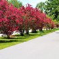 20 Seeds Crape Myrtle Bonsai Tree Seeds Exotic Bark and Vibrant Flowers (Seeds)