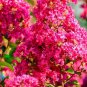 20 Seeds Crape Myrtle Bonsai Tree Seeds Exotic Bark and Vibrant Flowers (Seeds)
