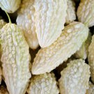 10 Seeds Exotic White Bitter Gourd Seeds for Planting Bitter Melon Gourd (Seeds)