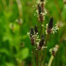 50 Seeds Narrowleaf Plantain Seeds for Planting Ribwort Plantain Plantago lanceolata (Seeds)