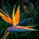 5 Seeds Bird of Paradise Flower (Seeds)